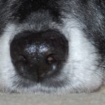 photo of a dogs nose