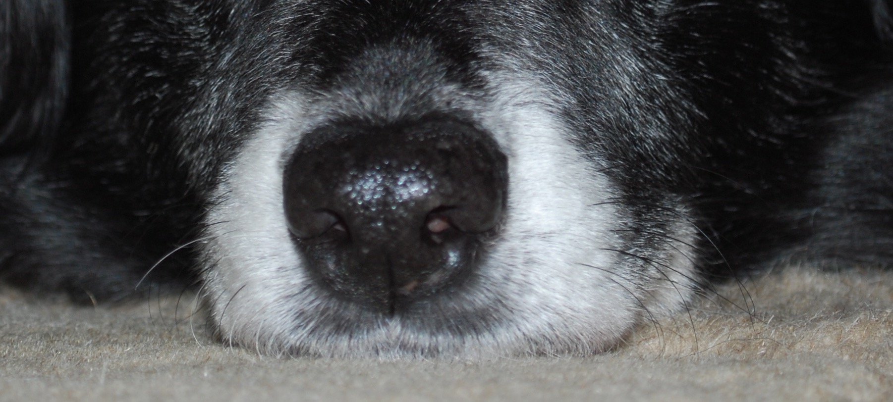 photo of a dogs nose