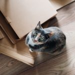 cat on a stack of crushed boxes