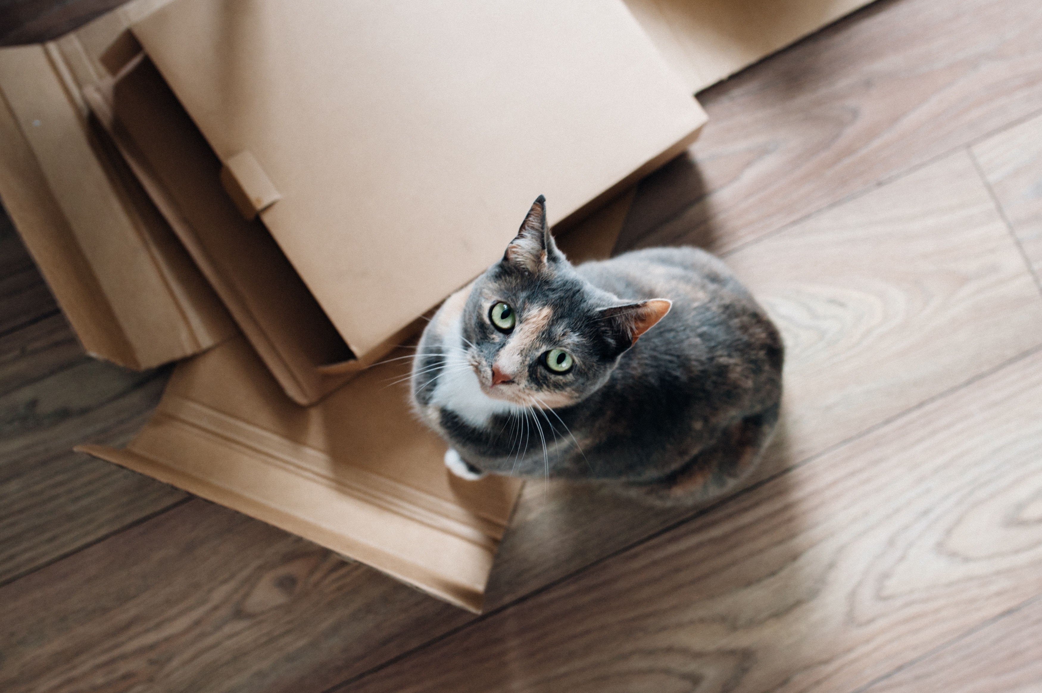 cat on a stack of crushed boxes