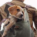 Puppy in a backpack