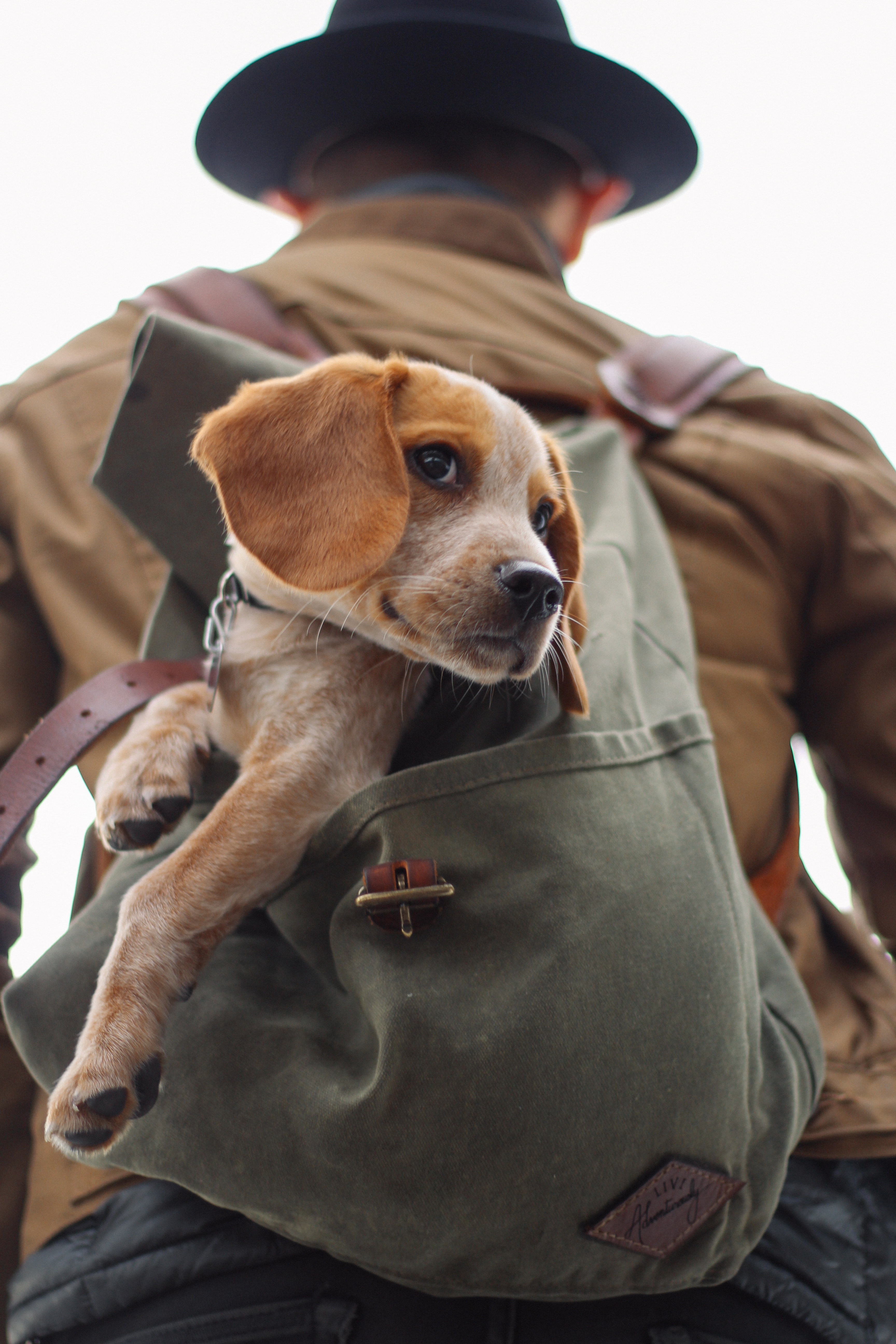 Puppy in a backpack